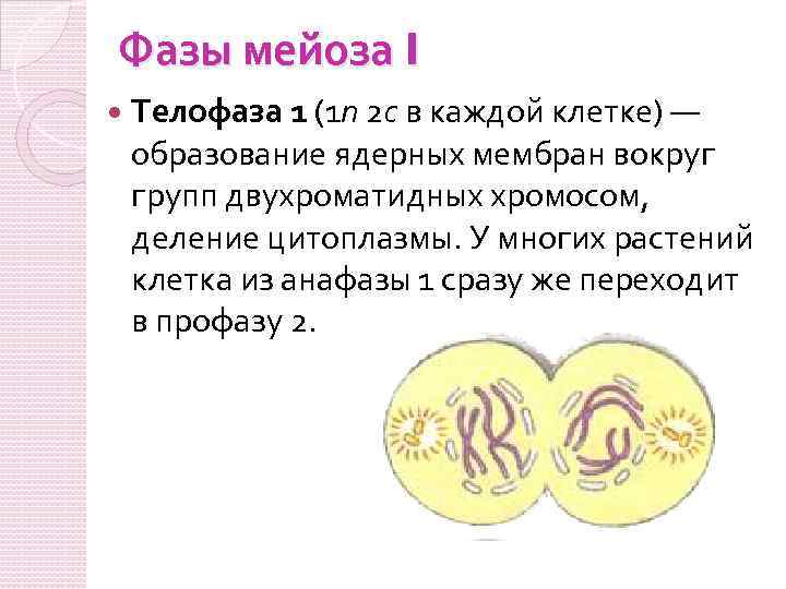 Фазы мейоза I Телофаза 1 (1 n 2 c в каждой клетке) — образование