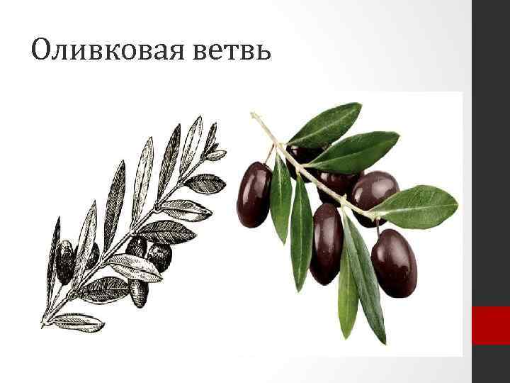 Оливковая ветвь 