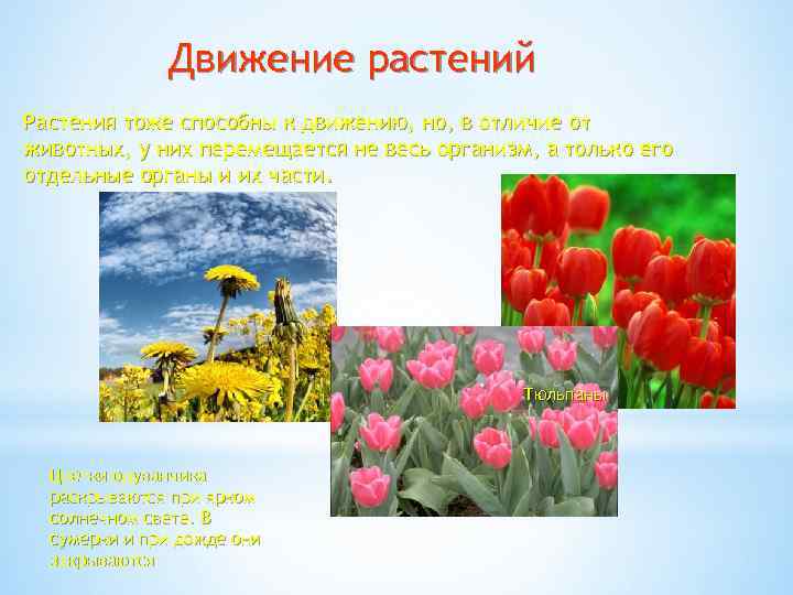 Движение растений Растения тоже способны к движению, но, в отличие от животных, у них