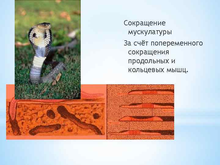 Сокращение мускулатуры За счёт попеременного сокращения продольных и кольцевых мышц. 