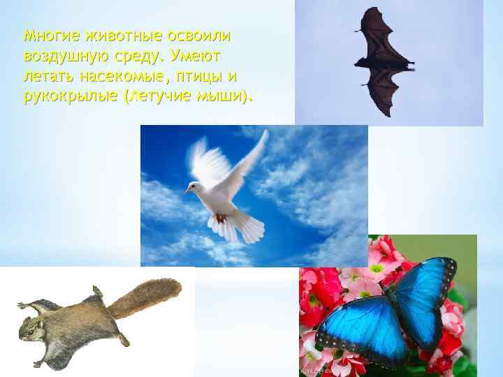 Многие животные освоили воздушную среду. Умеют летать насекомые, птицы и рукокрылые (летучие мыши). 