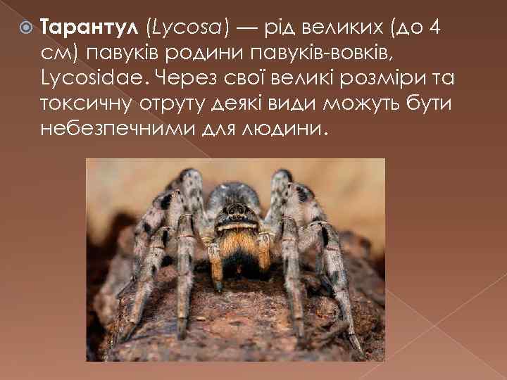  Тарантул (Lycosa) — рід великих (до 4 см) павуків родини павуків-вовків, Lycosidae. Через