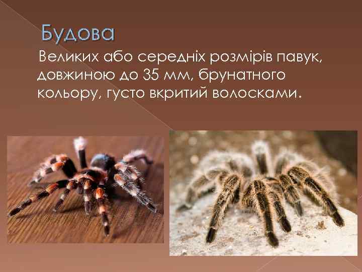 Будова Великих або середніх розмірів павук, довжиною до 35 мм, брунатного кольору, густо вкритий