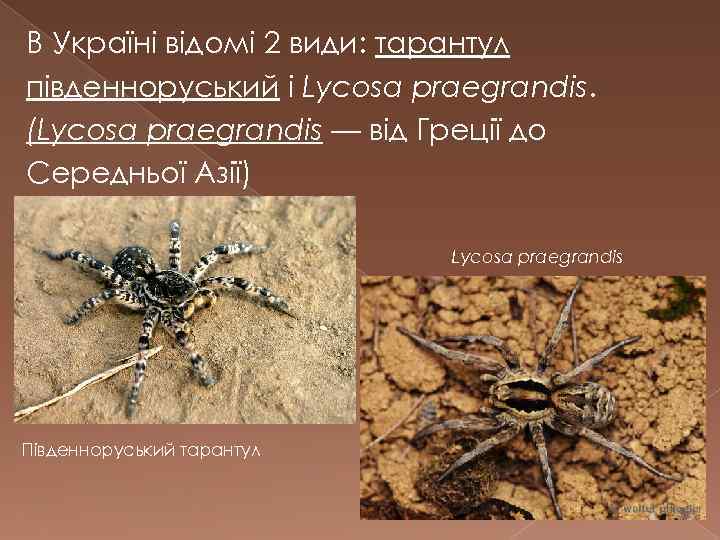 В Україні відомі 2 види: тарантул південноруський і Lycosa praegrandis. (Lycosa praegrandis — від
