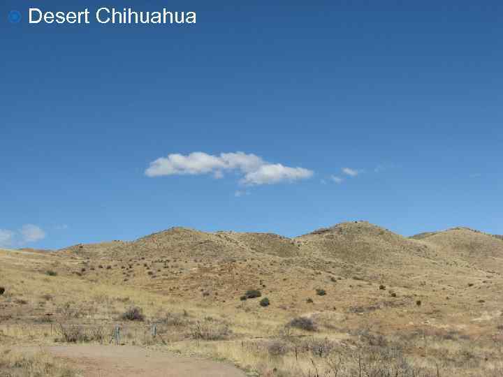  Desert Chihuahua 