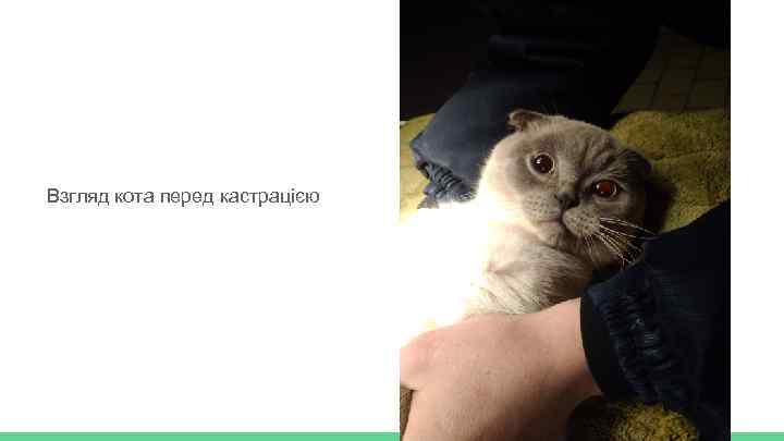 Взгляд кота перед кастрацією 
