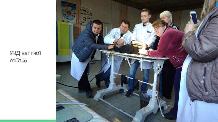 УЗД вагітної собаки 