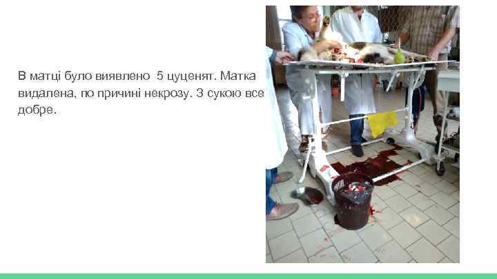 В матці було виявлено 5 цуценят. Матка видалена, по причині некрозу. З сукою все