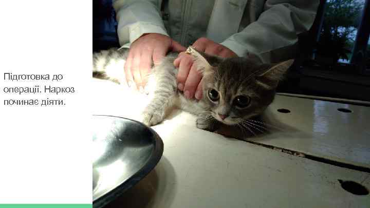 Підготовка до операції. Наркоз починає діяти. 