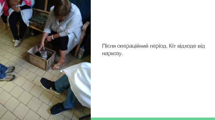 Після операційний період. Кіт відходе від наркозу. 