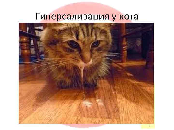 Гиперсаливация у кота 