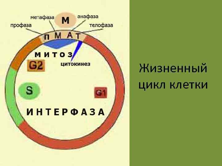 Жизненный цикл клетки 