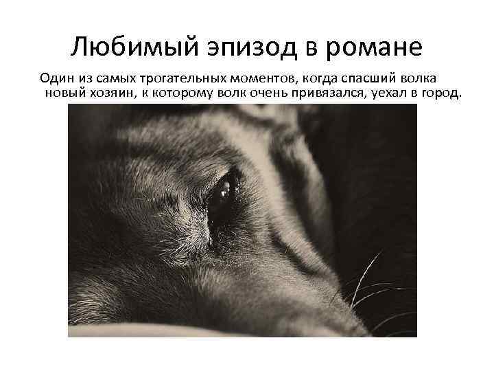 Любимый эпизод в романе Один из самых трогательных моментов, когда спасший волка новый хозяин,
