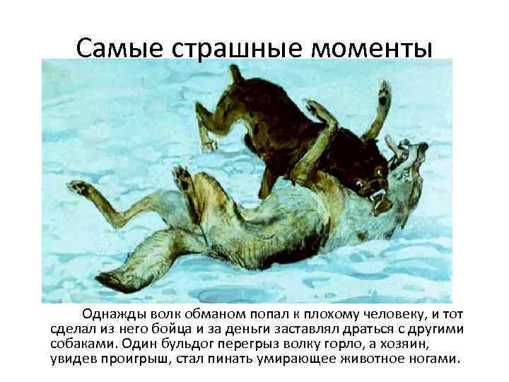 Самые страшные моменты Однажды волк обманом попал к плохому человеку, и тот сделал из