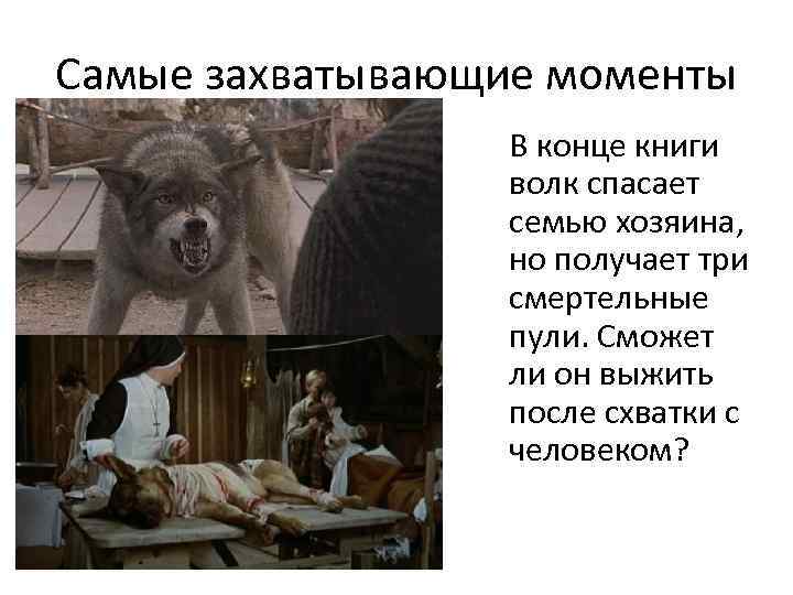 Самые захватывающие моменты В конце книги волк спасает семью хозяина, но получает три смертельные