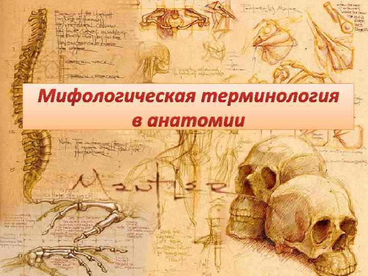 Мифологическая терминология в анатомии 