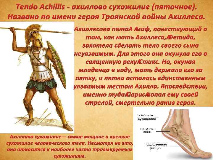 Tendo Achillis - ахиллово сухожилие (пяточное). Названо по имени героя Троянской войны Ахиллеса. Ахиллесова