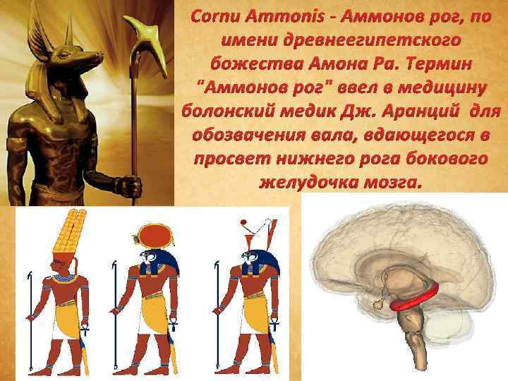 Cornu Ammonis - Аммонов рог, по имени древнеегипетского божества Амона Ра. Термин "Аммонов рог"