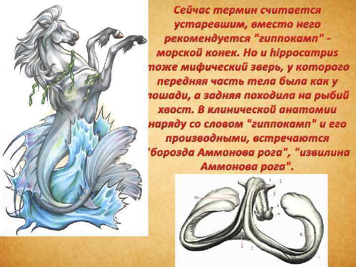 Сейчас термин считается устаревшим, вместо него рекомендуется "гиппокамп" - морской конек. Но и hippocampus