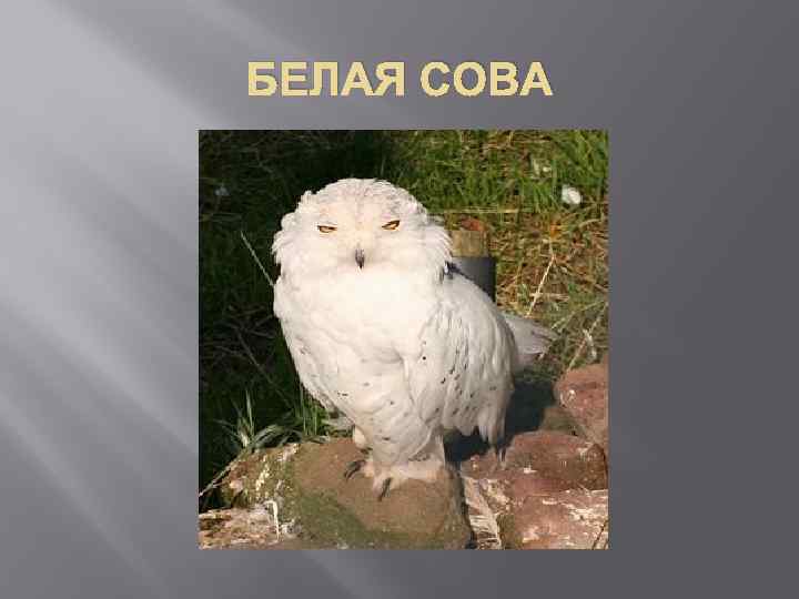 БЕЛАЯ СОВА 