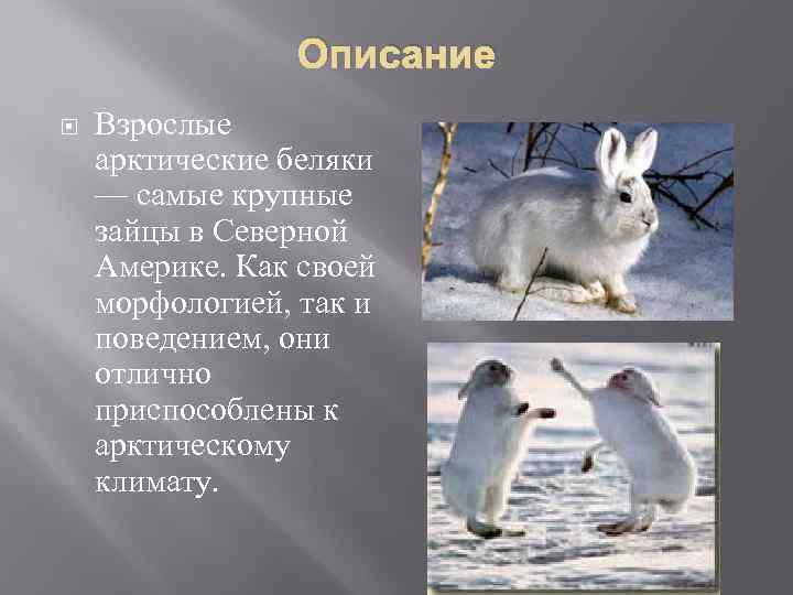 В какой природной зоне обитает заяц. Заяц Беляк в тундре. Арктический Беляк описание. Арктический заяц Беляк тундра. Арктический Беляк Полярный заяц.