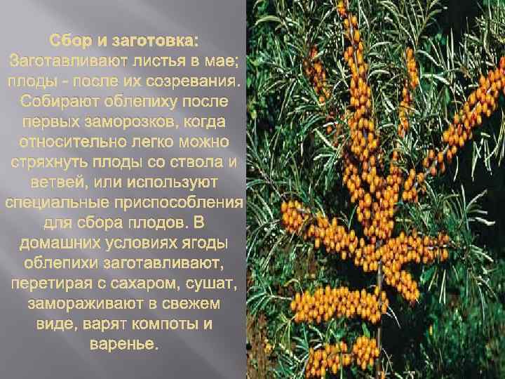 Сбор и заготовка: Заготавливают листья в мае; плоды - после их созревания. Собирают облепиху