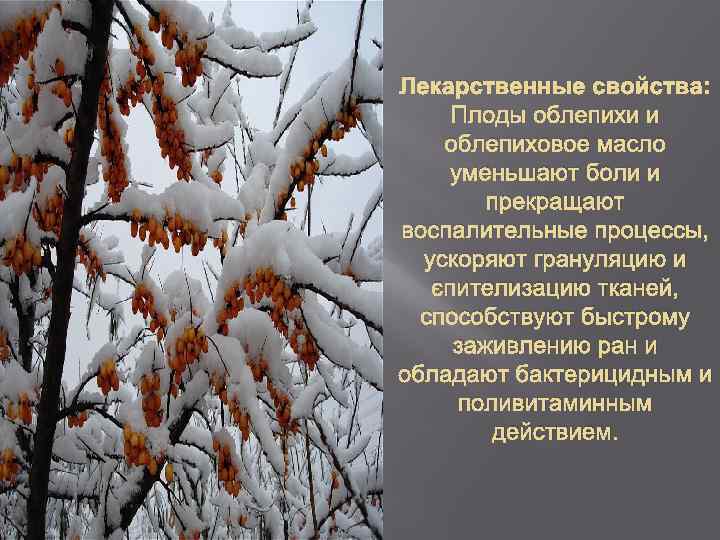 Лекарственные свойства: Плоды облепихи и облепиховое масло уменьшают боли и прекращают воспалительные процессы, ускоряют