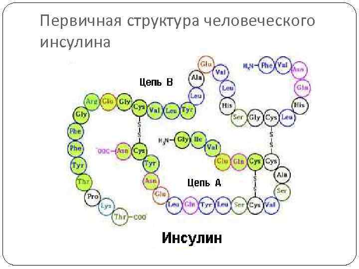 Первичная структура человеческого инсулина 