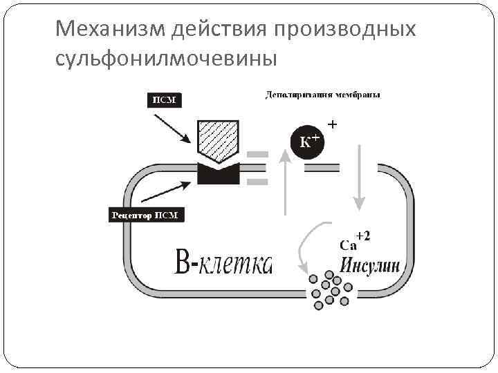 Механизм действия производных сульфонилмочевины 