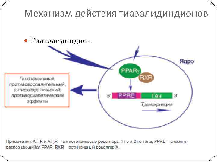 Механизм действия тиазолидиндионов Тиазолидиндион 