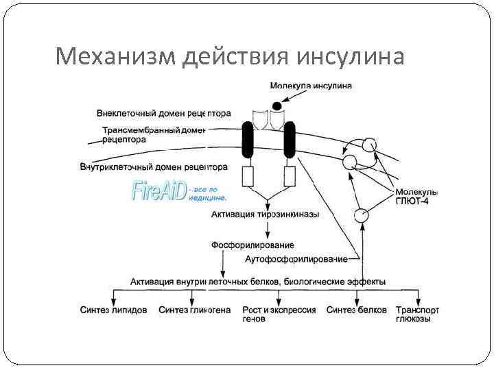 Механизм действия инсулина 