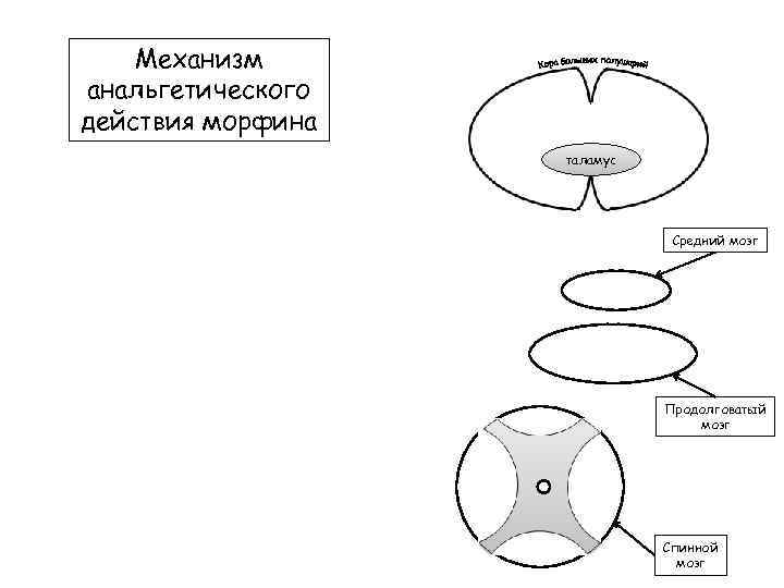 Механизм анальгетического действия морфина таламус Средний мозг Продолговатый мозг Спинной мозг 