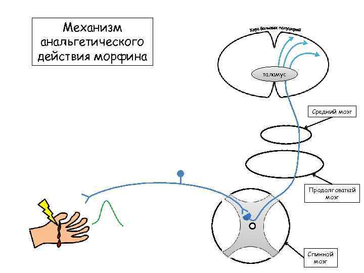 Механизм анальгетического действия морфина таламус Средний мозг Продолговатый мозг Спинной мозг 