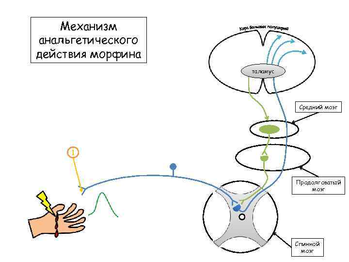 Механизм анальгетического действия морфина таламус Средний мозг 1 Продолговатый мозг Спинной мозг 