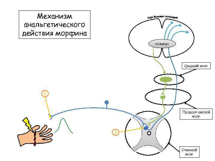 Механизм анальгетического действия морфина таламус Средний мозг 1 Продолговатый мозг 2 Спинной мозг 