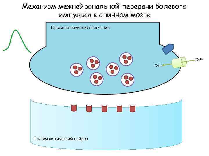 Механизм межнейрональной передачи болевого импульса в спинном мозге Пресинаптическое окончание Са 2+ Постсинаптический нейрон