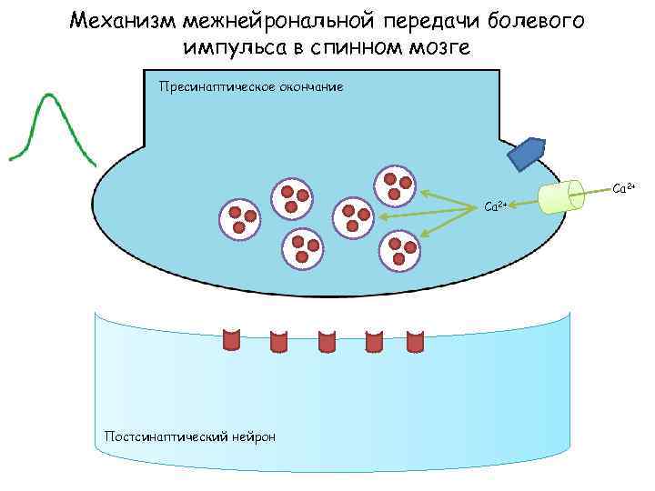 Механизм межнейрональной передачи болевого импульса в спинном мозге Пресинаптическое окончание Са 2+ Постсинаптический нейрон