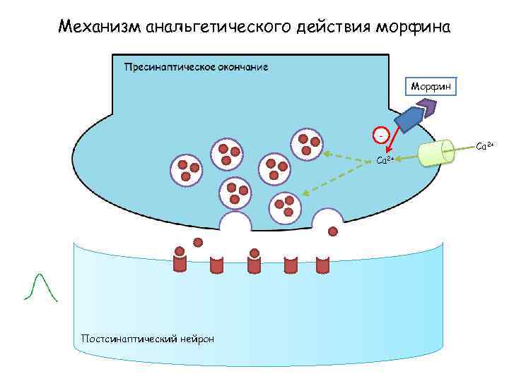 Механизм анальгетического действия морфина Морфин Са 2+ Постсинаптический нейрон Са 2+ 