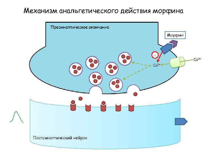 Механизм анальгетического действия морфина Морфин Са 2+ Постсинаптический нейрон Са 2+ 