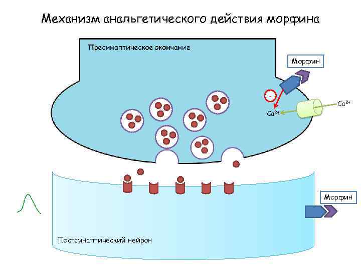 Механизм анальгетического действия морфина Морфин - Са 2+ Морфин Постсинаптический нейрон 