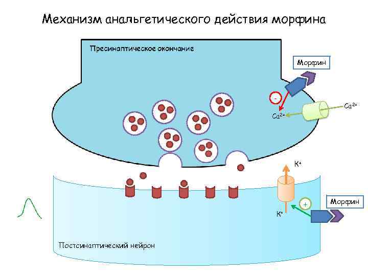 Механизм анальгетического действия морфина Морфин - Са 2+ К+ К+ Постсинаптический нейрон + Морфин