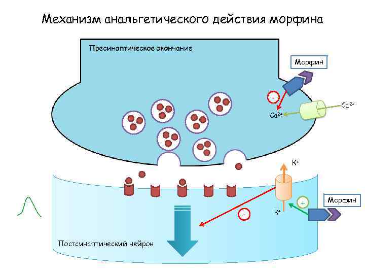 Механизм анальгетического действия морфина Морфин - Са 2+ К+ Постсинаптический нейрон К+ + Морфин