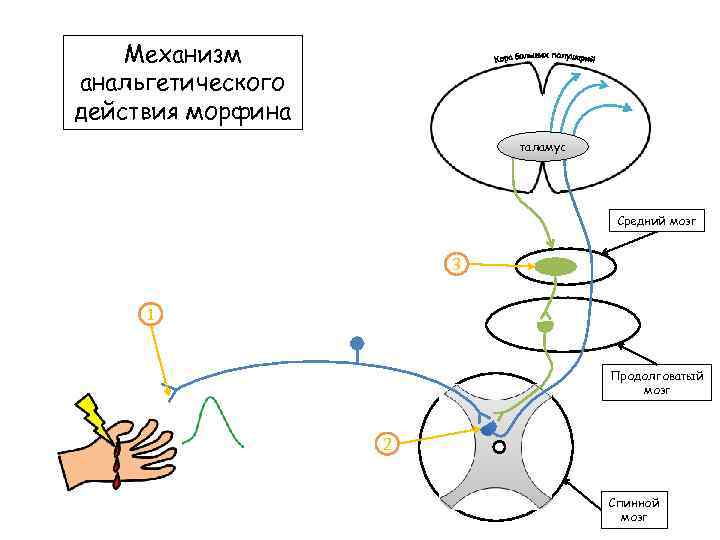 Механизм анальгетического действия морфина таламус Средний мозг 3 1 Продолговатый мозг 2 Спинной мозг