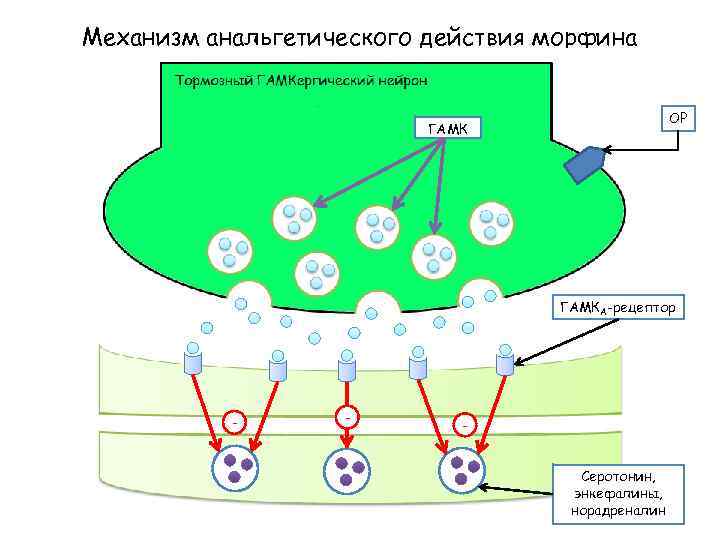 Механизм анальгетического действия морфина ОР ГАМКА-рецептор - - Серотонин, энкефалины, норадреналин 