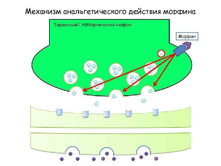 Механизм анальгетического действия морфина Морфин - 