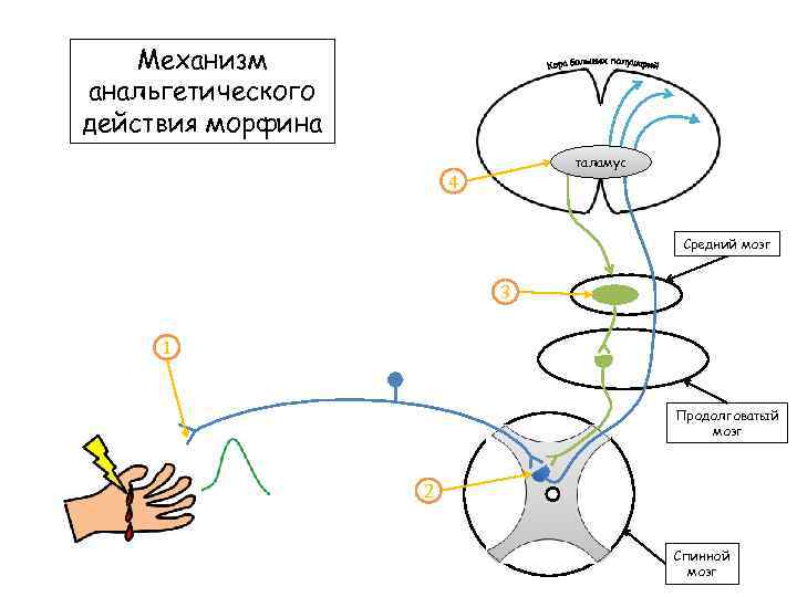 Механизм анальгетического действия морфина таламус 4 Средний мозг 3 1 Продолговатый мозг 2 Спинной