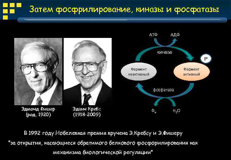 Затем фосфрилирование, киназы и фосфатазы АТФ АДФ киназа P Фермент неактивный Фермент активный фосфатаза