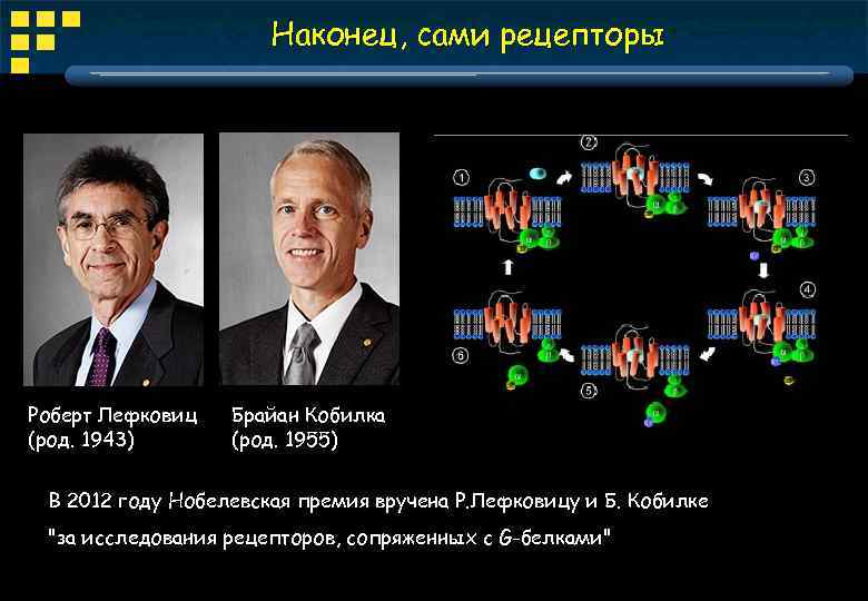 Наконец, сами рецепторы Роберт Лефковиц (род. 1943) Брайан Кобилка (род. 1955) В 2012 году