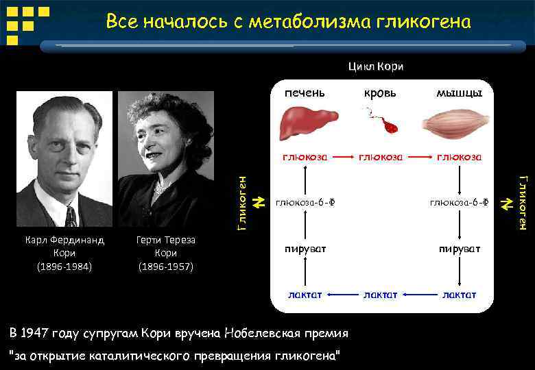 Все началось с метаболизма гликогена Цикл Кори Герти Тереза Кори (1896 -1957) мышцы глюкоза-6