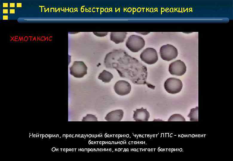 Типичная быстрая и короткая реакция ХЕМОТАКСИС Нейтрофил, преследующий бактерию, ‘чувствует’ ЛПС – компонент бактериальной